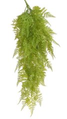 kapradí převislé trs x9 - zelená