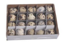 pravé křepelčí vejce (20 ks)