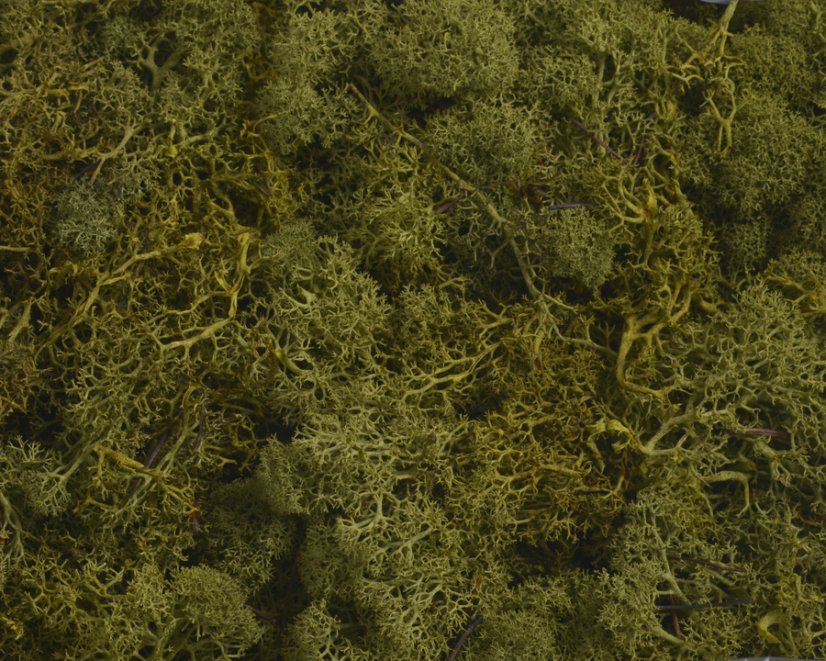 mech islandský (250 g) - olivově zelená