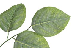 listy salal 55 cm