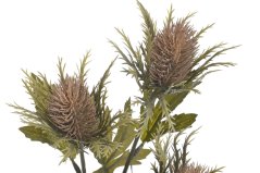 bodlák x3 s listy - hnědá