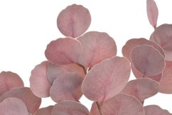eukalyptus populus, svazek 3 ks- růžovo-vínová