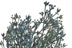 větvička broom bloom - modrá