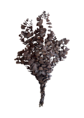 eukalyptus cinerea 50/80 - Mocha Cocoa
