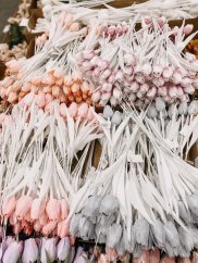 tulipán s bílým listem (6 ks) - růžová