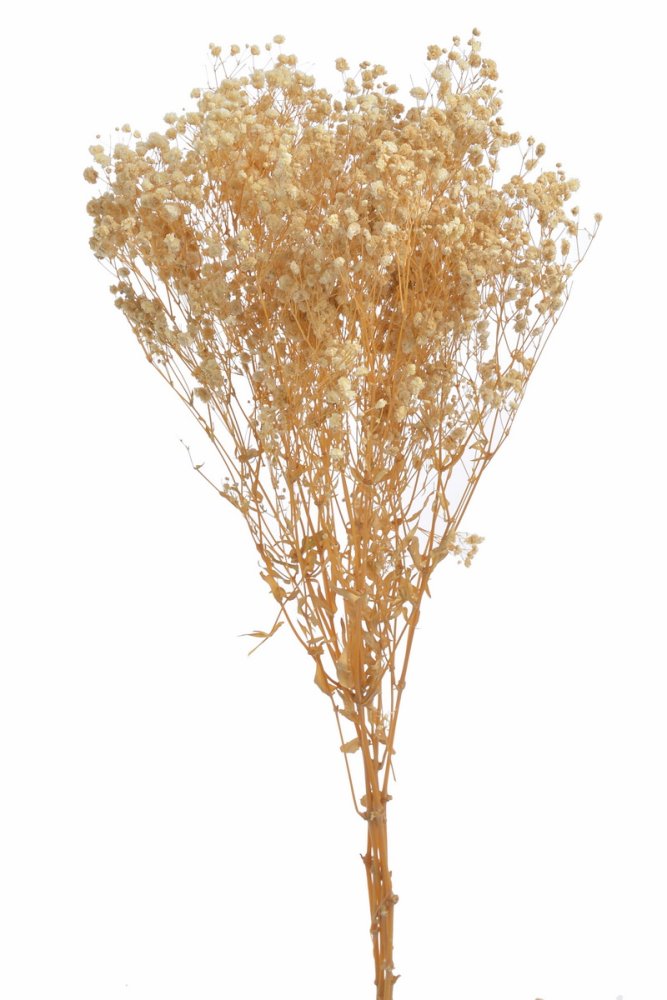 sušená gypsophila 70 cm (120 g) - přírodní krém