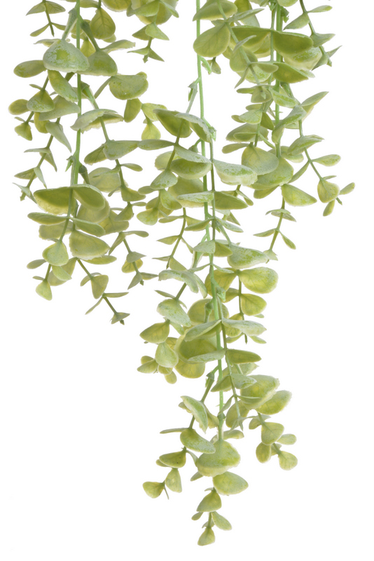 eukalyptus převislý - zelená světlá